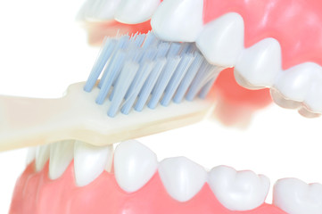 Obraz premium Gebiss 7