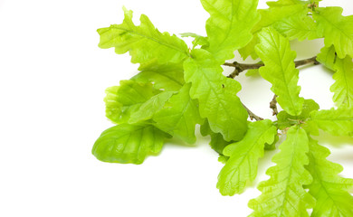 Fresh oak leaves