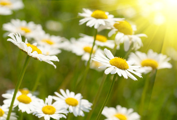 Obraz premium Camomile field.