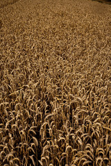 Kornfelder kurz vor der Ernte leuchten golden in der Sonne