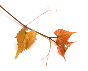 Wild Grapevine Isolated on White Background