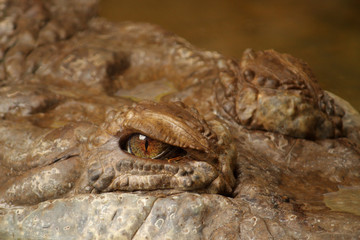 Close-up of an Alligator