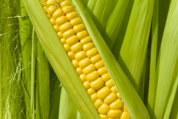 Corn cob in green leaves