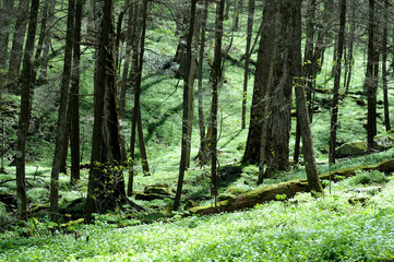 spring forest