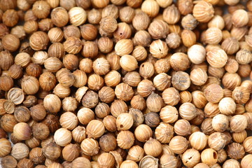 coriander