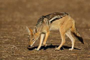 Black-backed Jackal (Canis mesomelas), Kalahari, South Africa