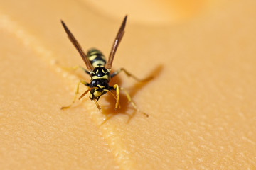 Avispa limpiándose