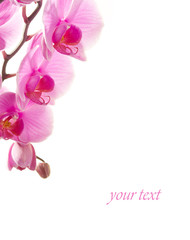 orchid isolated on white background