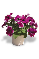 Pétunia pot de 10 cm