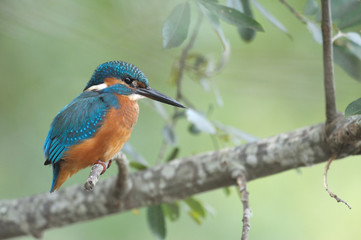 Martin-pêcheur d'EuropeAlcedo atthis - Common Kingfisher