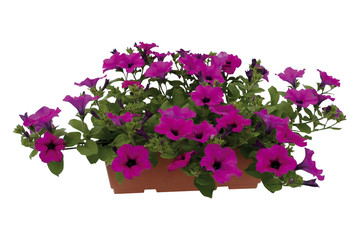 Jardinière pétunia