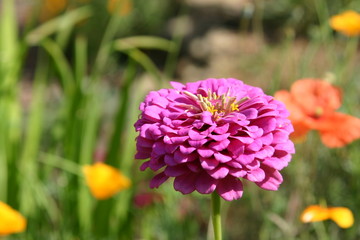 Obraz premium Zinnien (Zinnia violacea)