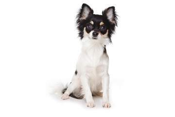 Chihuahua dog on white background