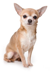 Chihuahua dog on white background - obrazy, fototapety, plakaty
