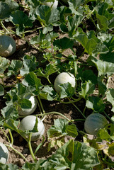 rang de melons dans un potager