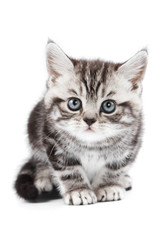 Fototapeta na wymiar British kitten on white backgrounf