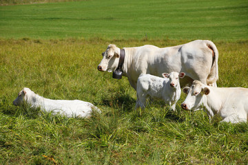 Obraz premium Famille bovine