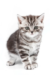 Fototapeta na wymiar British kitten on white backgrounf