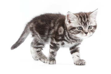 British kitten on white backgrounf