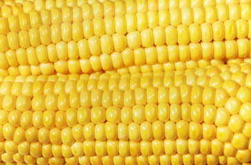 close-up of maize