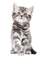 British kitten on white backgrounf