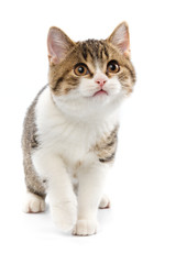 Obraz premium British cat on white background