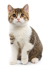 Obraz premium British cat on white background