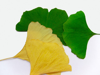 Naklejka premium Ginkgo biloba