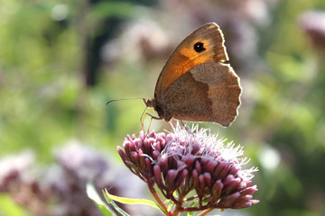 Ochsenauge © Gerisch