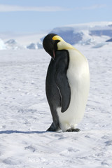 Plakat Emperor penguin (Aptenodytes forsteri)