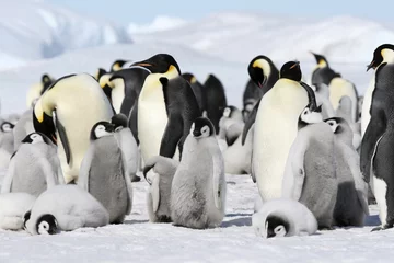 Papier Peint photo autocollant Pingouin Emperor penguins (Aptenodytes forsteri)