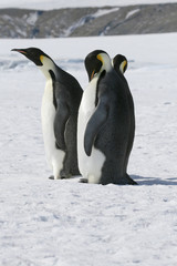 Fototapeta premium Emperor penguins (Aptenodytes forsteri)