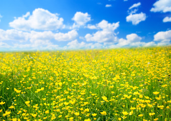 Fototapeta premium buttercup flowers and summer day