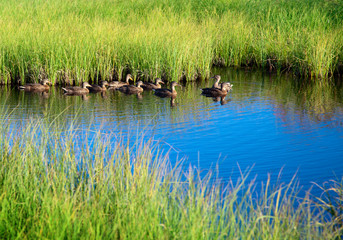 ducks in water of mountain lake