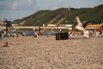 Mewa Bałtyk  7 © Tomasz Sergej