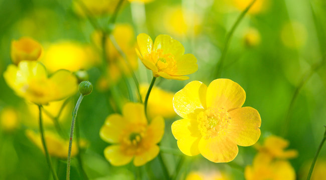 buttercup flowers and summer day
