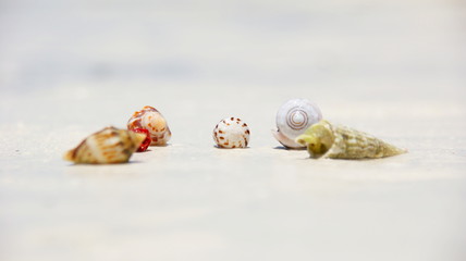 Sea Shell on Beach in Zanzibar