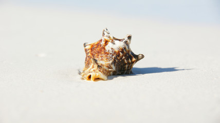 Obraz na płótnie Canvas Sea Shell na plaży w Zanzibarze