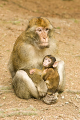 Affenmutter mit Kind