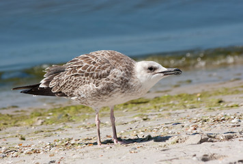 Seagull