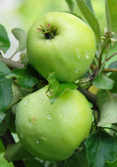 Green apples