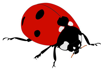 Fototapeta premium vector ladybug without gradients
