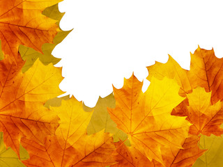 Ornament of leaves autumn