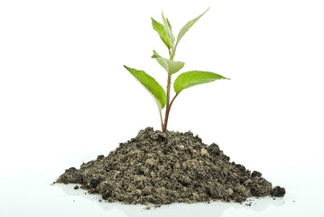 Green sprout on the white background