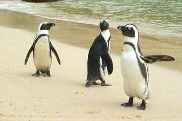 Obraz premium pinguin