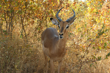 impala