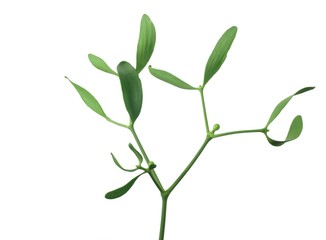 mistletoe on white background