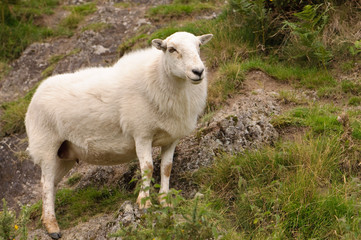 Obraz na płótnie Canvas Lone Sheep