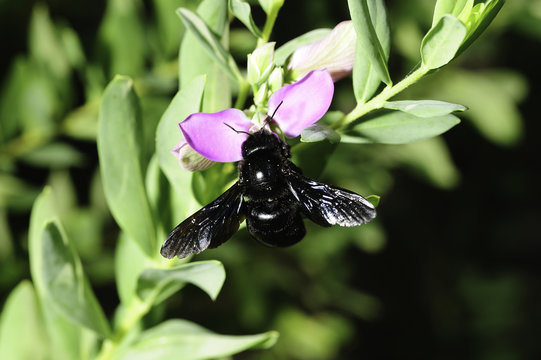 Calabrone nero