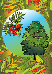 Rowan tree and its branch in the oval. Vector art-illustration.